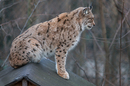 Fotos_Raubtiere (Wildtiere)