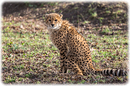 Kleiner Gepard im Schönbrunner Tiergarten ;-)
