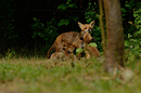Füchsin mit Welpen