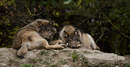 Fotos_Raubtiere (Wildtiere)