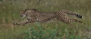 Topspeed