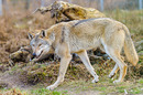 Fotos_Raubtiere (Wildtiere)