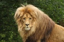 Löwe 