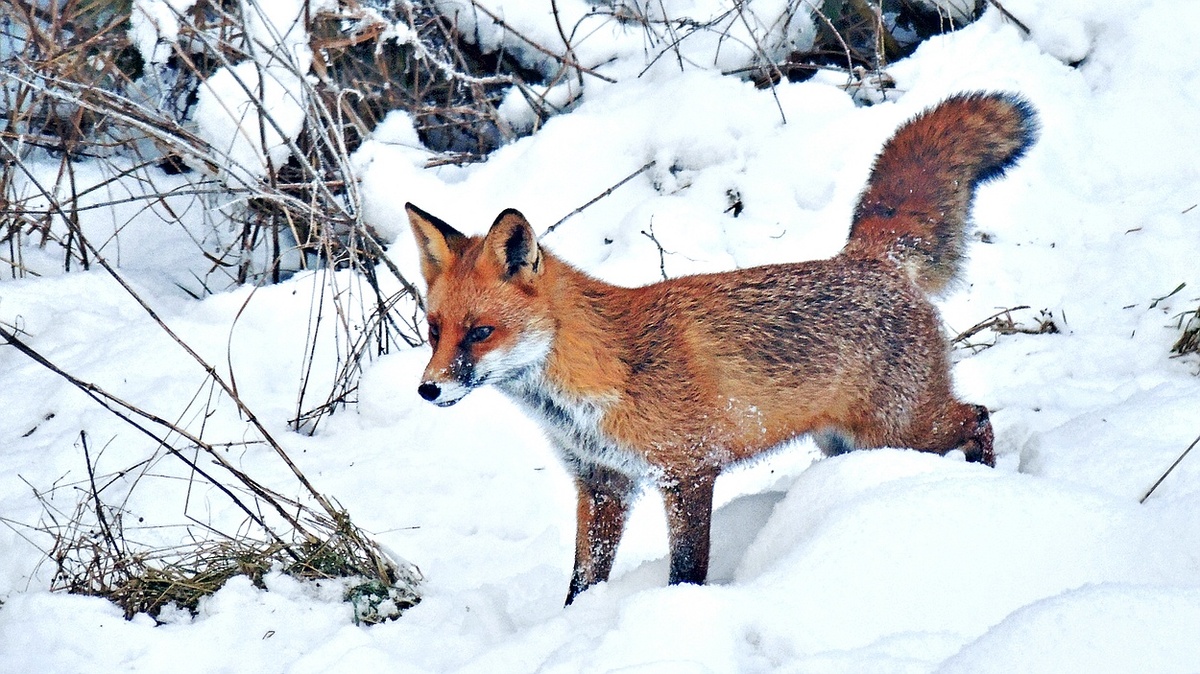 Wildlife - Fuchs in einer verschneiten Winterlandschaft
