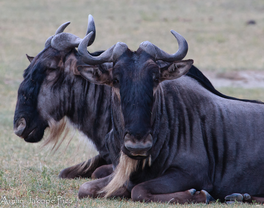 Gnus