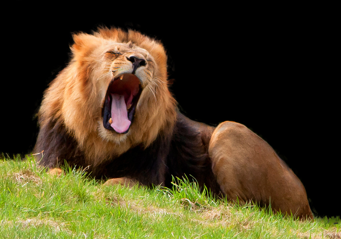 König der Löwen