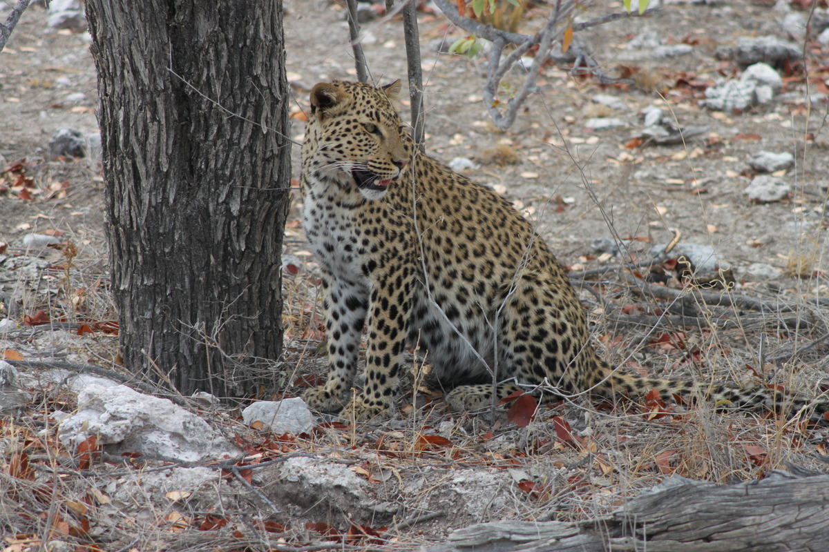 Leopard, Etosha Nationalpark
