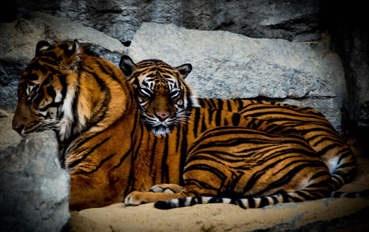 Müdes Tigerpaar......!!
