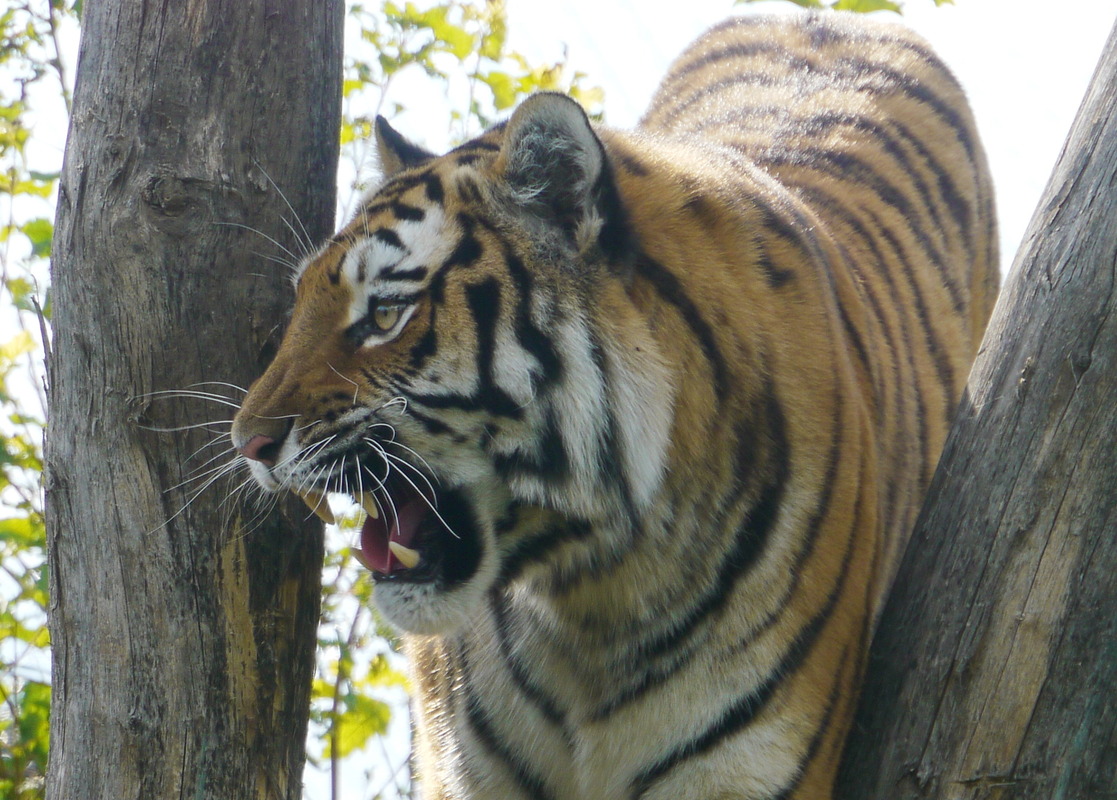 Tieger in Schönbrunn