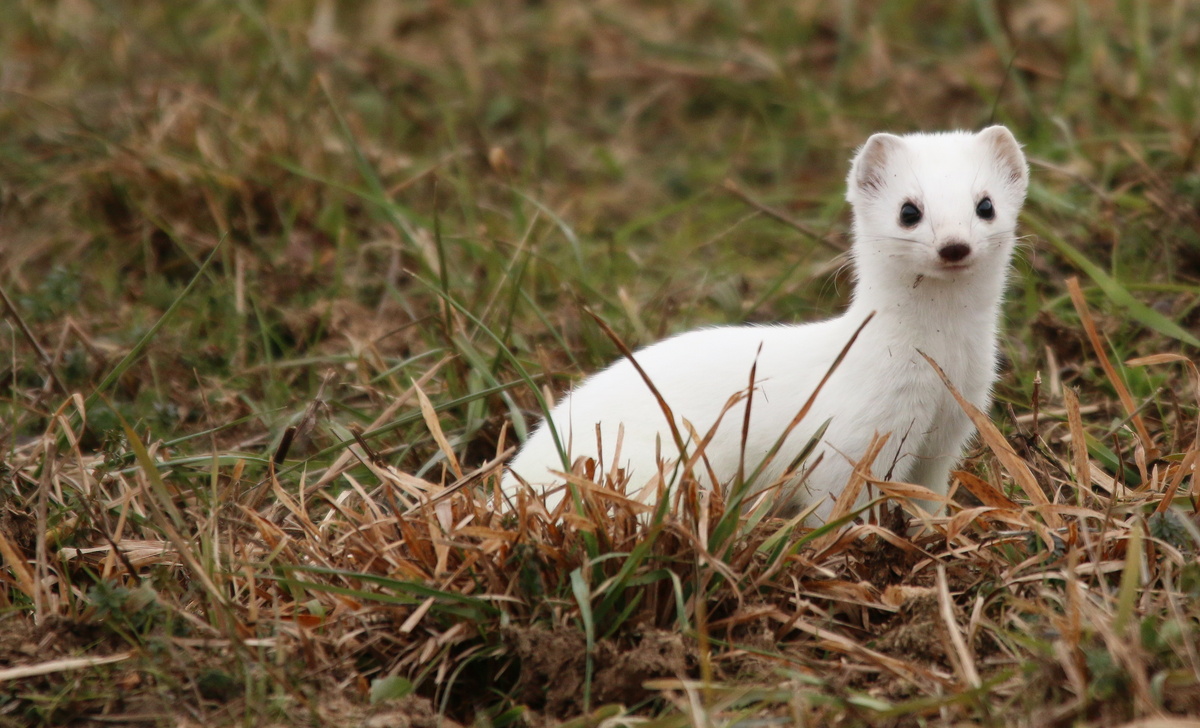 Hermelin oder Kurzschwanzwiesel (Mustela erminea)