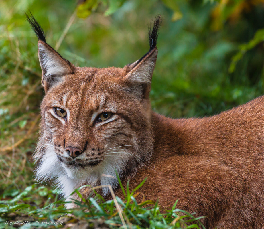 Der schöne Luchs