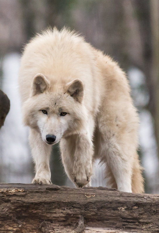 Der weiße Wolf im Schönbrunner Tiergarten ;-)