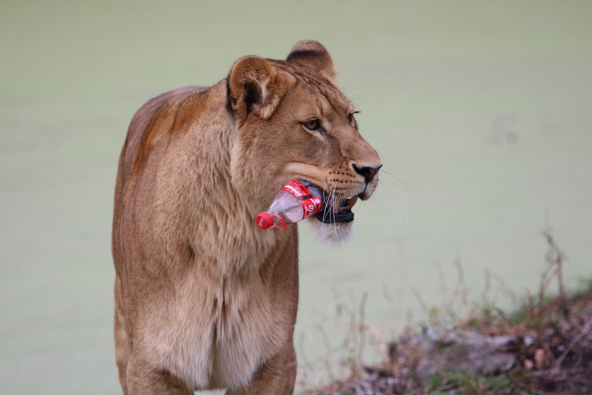 Selbst die Tierwelt mag "COLA"