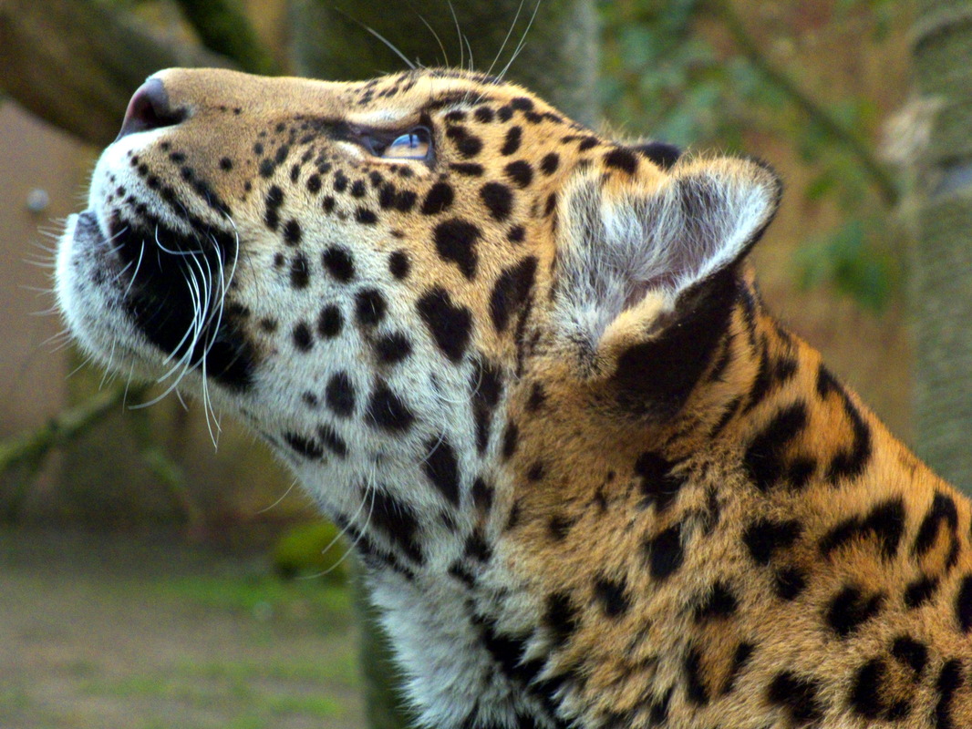 Jaguar