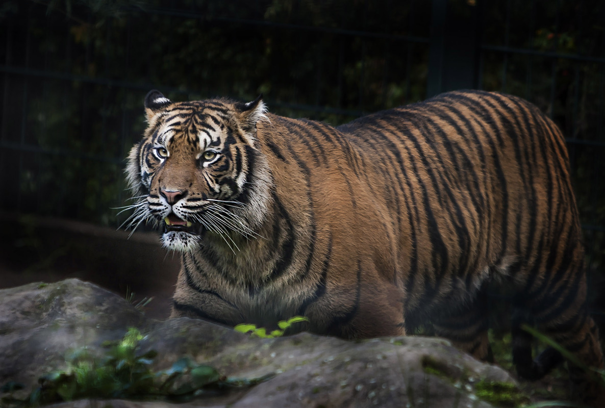 Mein Freund der Tiger