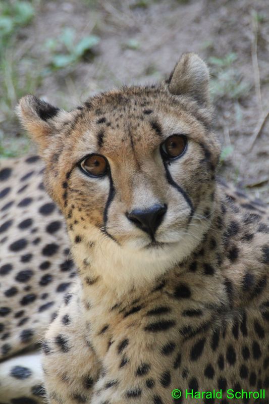 Gepard