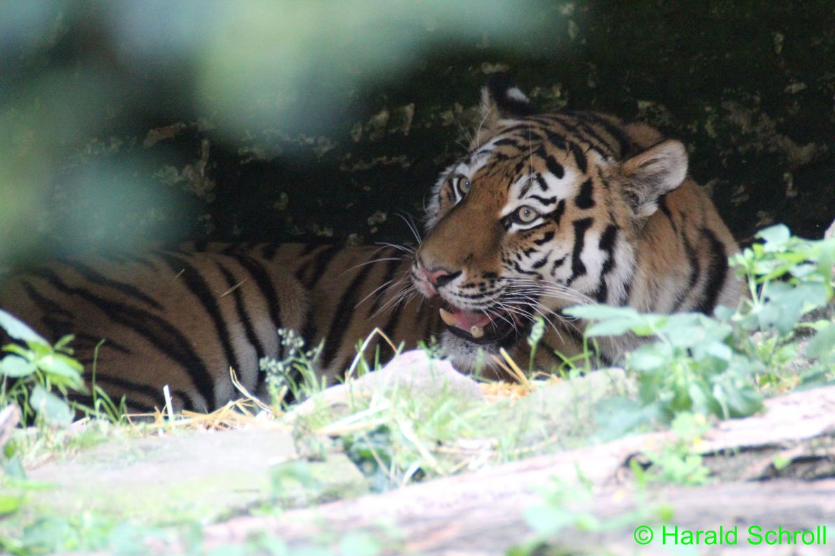 Tiger 
