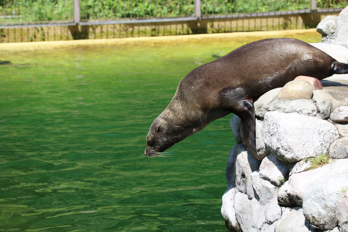 Seelöwe will Springen.......