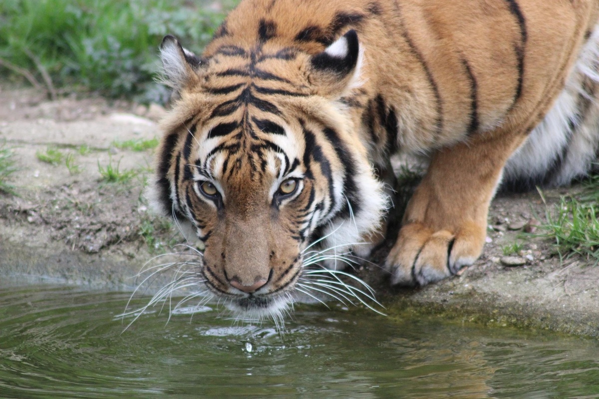 Tiger 