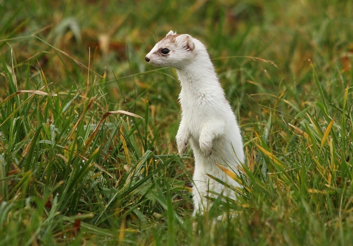 Hermelin auf der lauer.