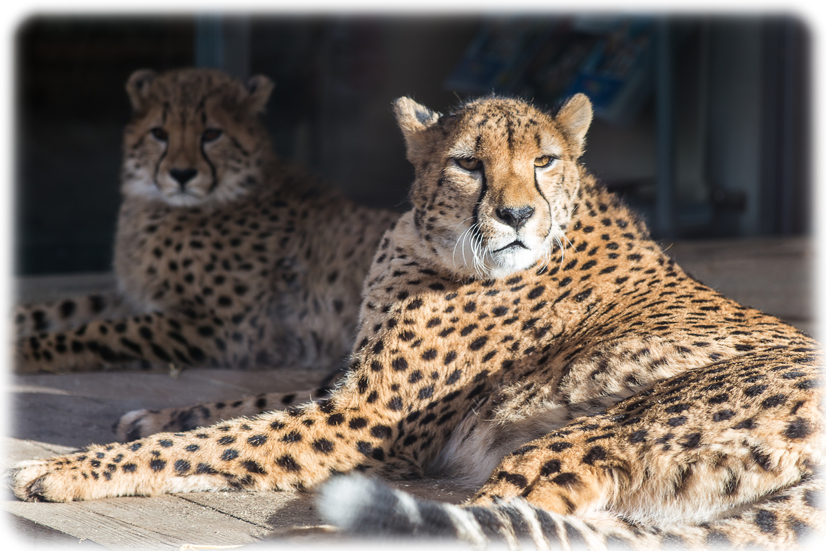 Gepard bei der Mittasgruhe 2 ;-)