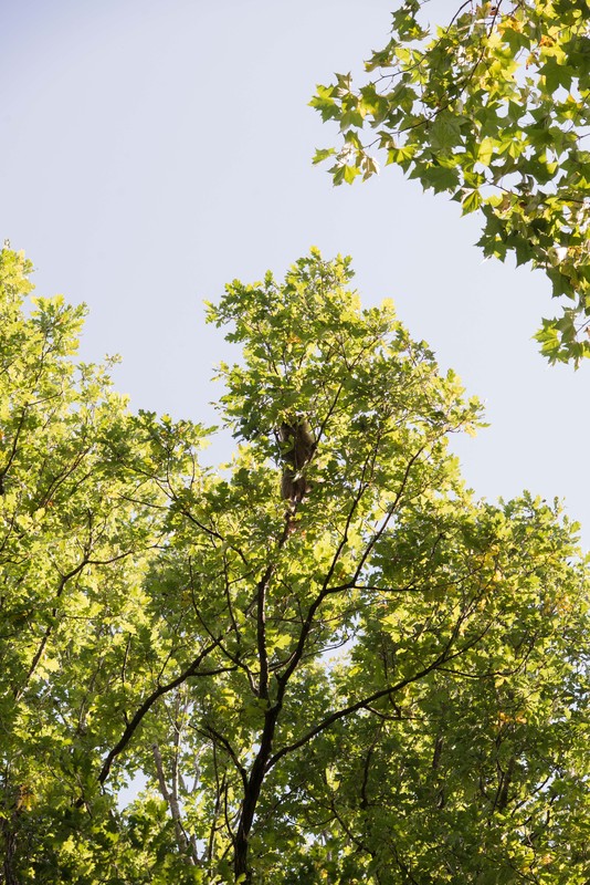 hier werden die Äste zu dünn