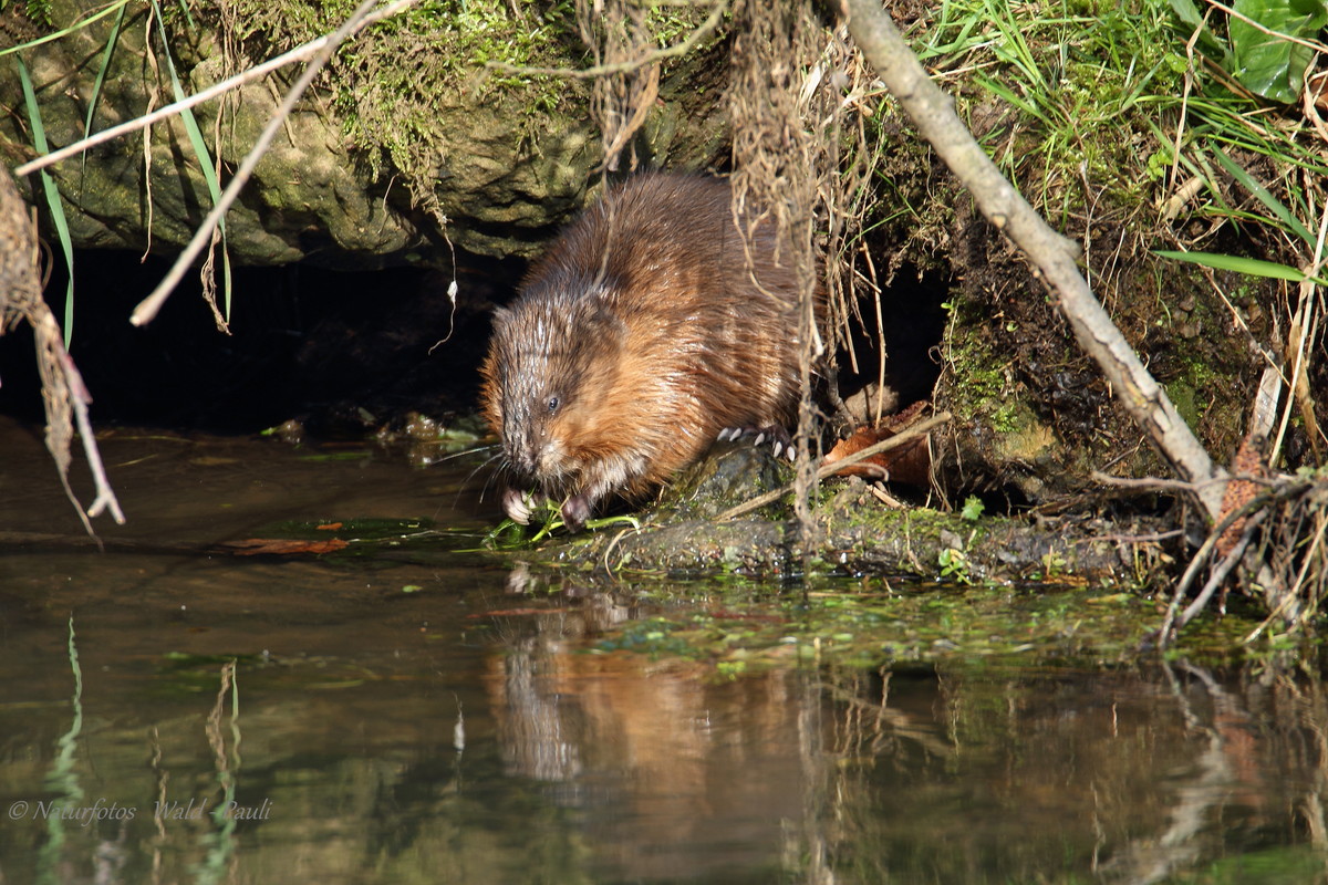 "Bengerts-Ratz".....