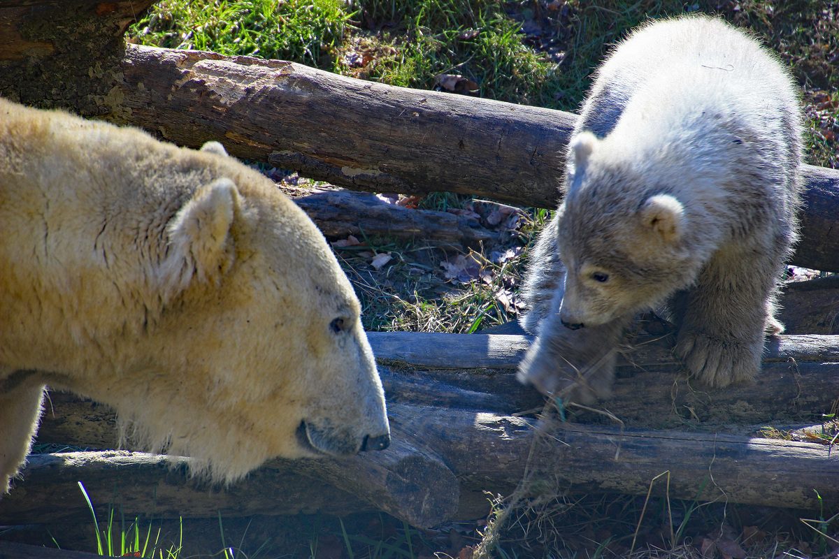 Tierpark Hellabrunn 1