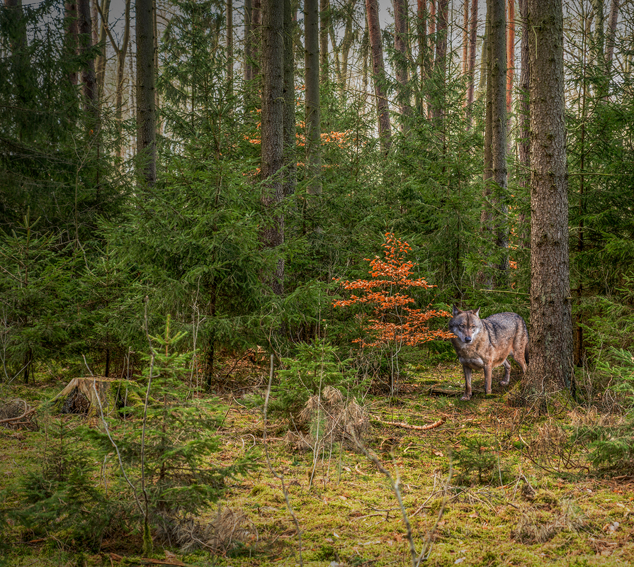 Die Unheimliche Begegnung mit dem Wolf bei uns in Brandenburg.