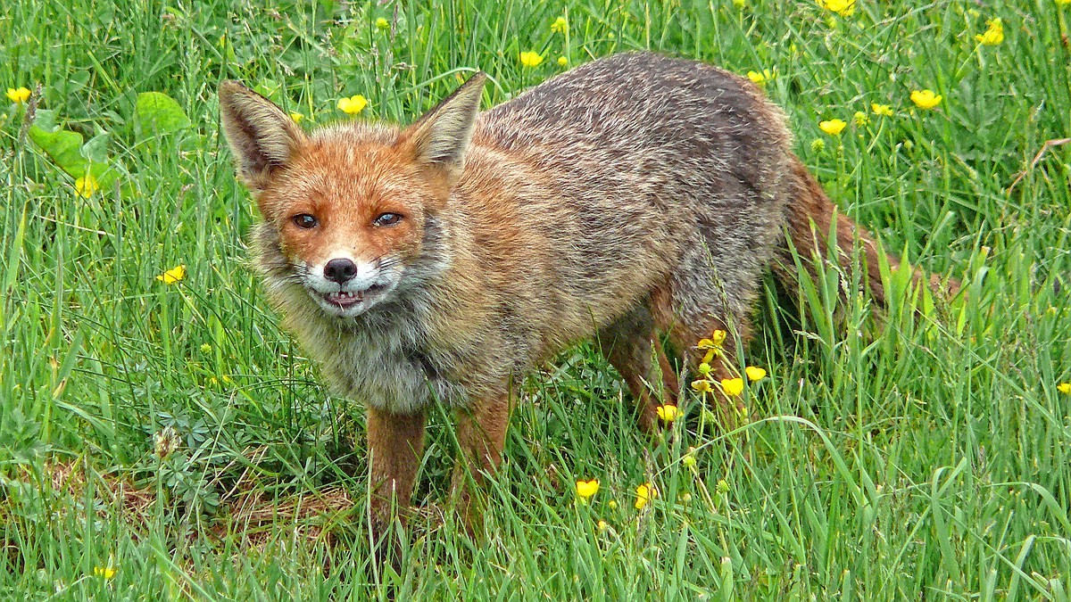 Grinsender Kohlfuchs ...
