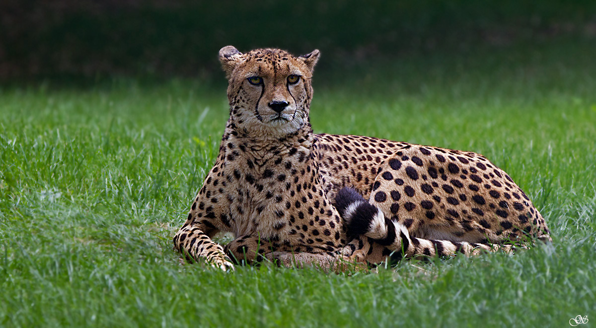 Gepard