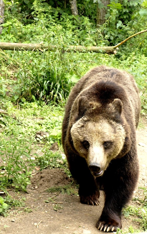 Braunbär