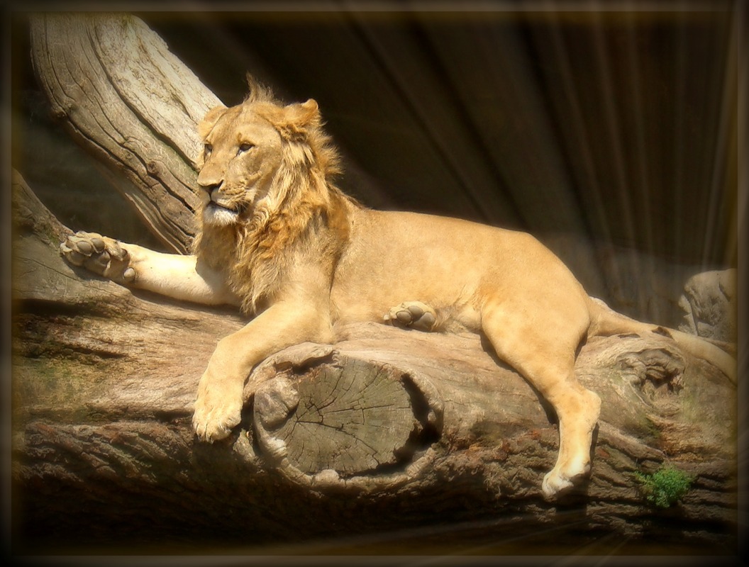 Lion King