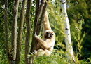 Fotos_Primaten