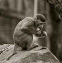 little monkey