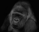 Fotos_Primaten