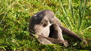 Fotos_Primaten