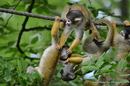 Fotos_Primaten