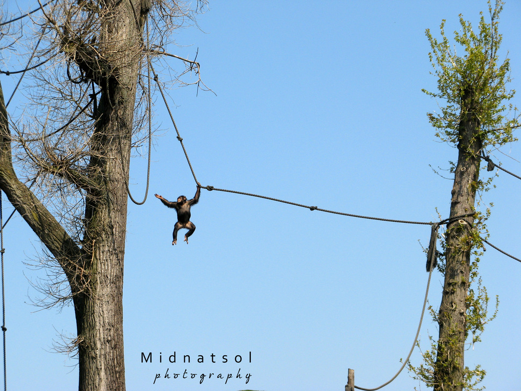flying Bonobo