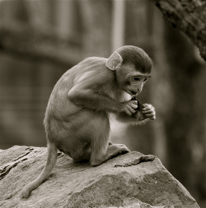 little monkey