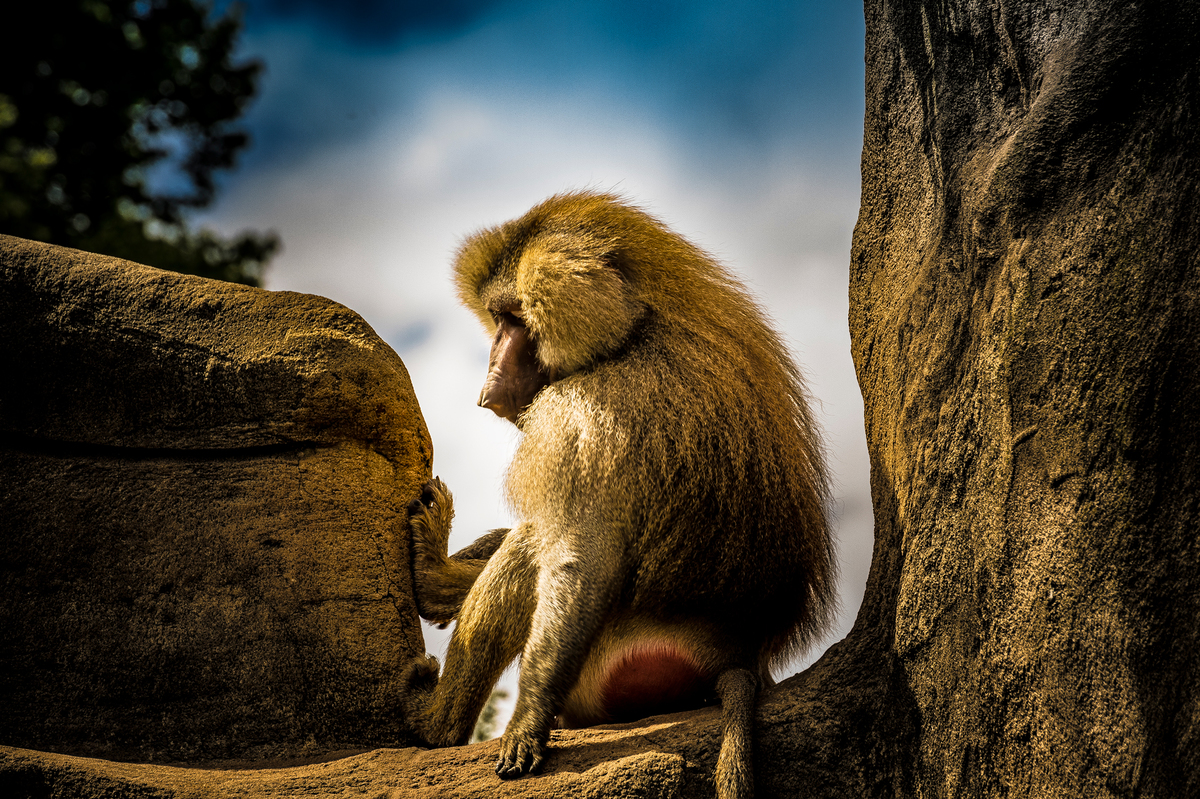 A very thoughtful Chief...