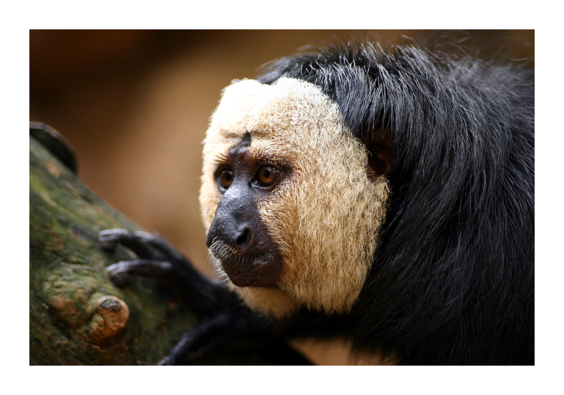 Zoo-Besuche
