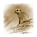 Fotos_Nagetiere & Hasenartige