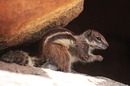 Streifenhörnchen