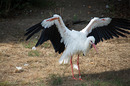 Storch breitet Flügel aus