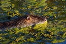 Nutria