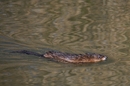 Nutria
