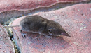 Gartenspitzmaus