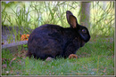Hase