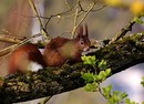 Eichhörnchen..........